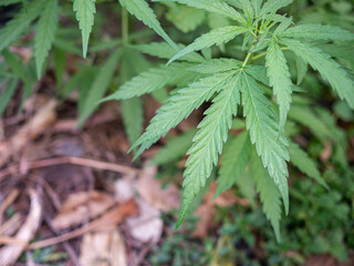 Close-up of cannabis plant growing at outdoor marijuana farm