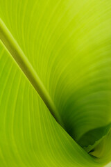 The texture of banana leaf.