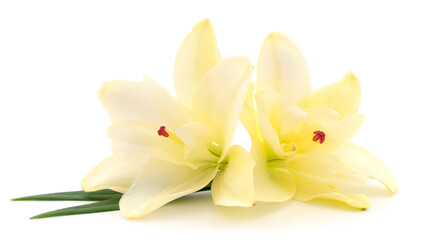 Obraz na płótnie Canvas Two yellow lilies.