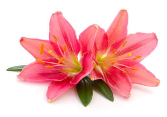 Fototapeta premium Two pink lilies.