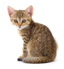 Obraz premium Kitten on white background.