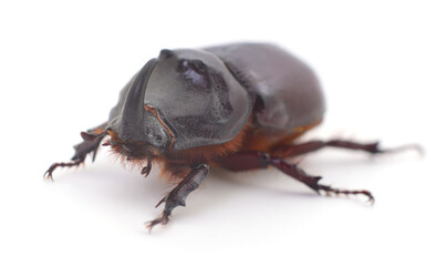 Rhinoceros beetle isolated on white