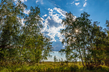 Birches and birch forest against the blue sky