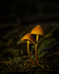 Two small Wild Mushrooms on the forest floor ground, portrait format.