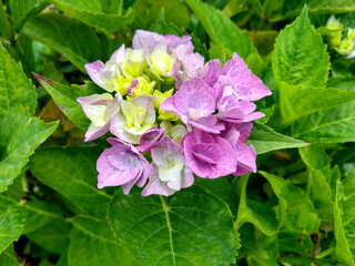 Fototapeta premium Hydrangea macrophylla