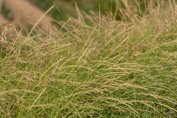 green grass on the ground
