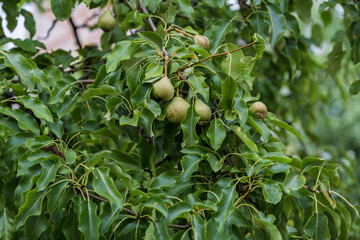 Pear tree branch with hanging fruits. Harvest time