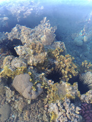 Beautiful and diverse coral reef with fish and sea urchins of the Red Sea in Egypt, shooting underwater. Soft focus. Selective focus