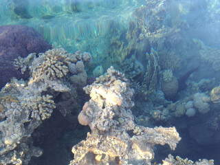 Beautiful and diverse coral reef with fish and sea urchins of the Red Sea in Egypt, shooting...