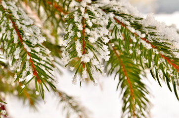 Close up of a Branch covered with Snow during Winter in Transylvania.