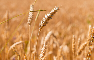 ripe ears of wheat in the field