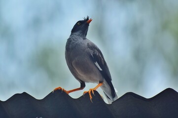 Jungle Myna