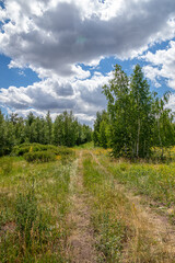 Forest dirt roads among trees and fields