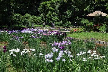 Lris garden  in Meiji shrine , japan,tokyo