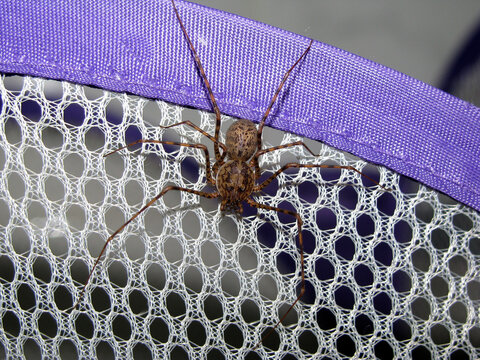 Scytodes globula resting on a cloth
