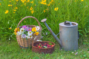 Summer gardening concept. Old wicker basket with bunch of wildflowers, ripe berries in vintage wicker basket and watering can on green meadow © stsvirkun