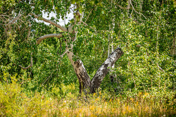 Birches and birch forest against the blue sky