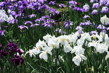 Fototapeta premium Lris garden in Meiji shrine , japan,tokyo