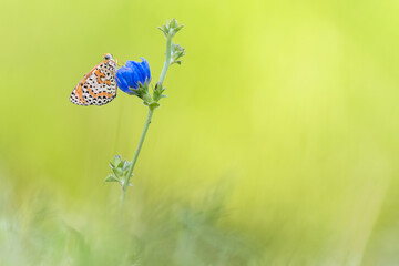 The Spotted fritillary on blue flower at sunrise (Melitaea didyma)