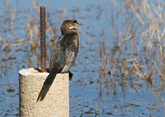 Reed Cormorant (Microcarbo africanus) perched on a cement post over water in South Africa with bokeh background