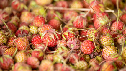 forest berry (strawberry) close-up against a large number of other berries.