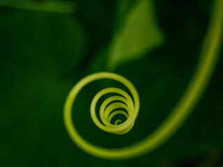 Selective focus on the mustache of a cucumber closeup. The mustache of the plant is twisted in the form of a spiral and ring. Abstract image with strong blur on a dark green background. Copy space.