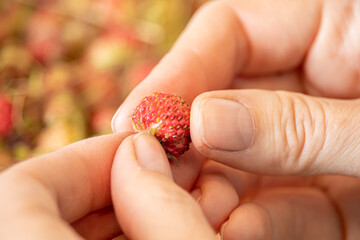 women's hands close-up fingering a forest berry
