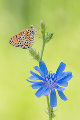 Beautiful portrait of Spotted fritillary at sunrise (Melitaea didyma)