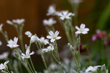 Blumen und Blüten