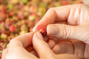 women's hands close-up fingering a forest berry