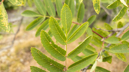 close up of green leaves