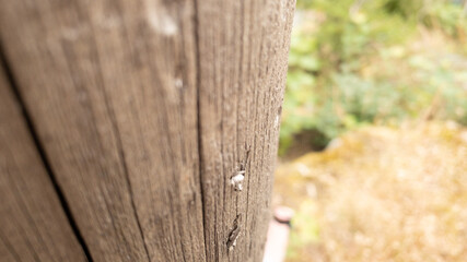 wooden fence with green grass