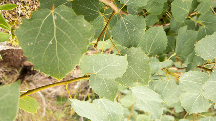 green leaves of a tree