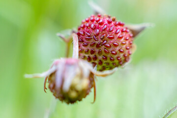 Forest berry strawberry close-up on the background of greenery