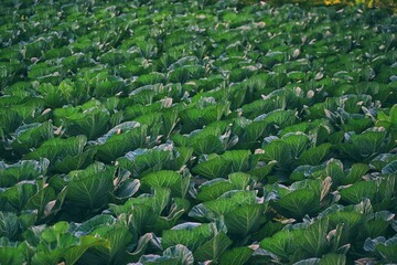 Fototapeta premium Agriculture