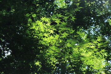 fresh green landscape in Meiji shrine,japan,tokyo