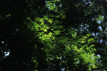 fresh green landscape in Meiji shrine,japan,tokyo