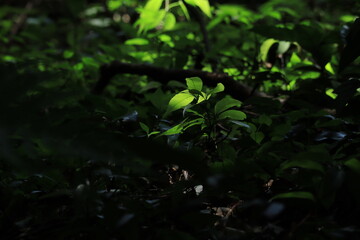 fresh green landscape in Meiji shrine,japan,tokyo