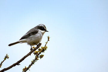 Closeup of a female Birds Grey bush chat (Saxicola ferreus) at Uttarakhand, India