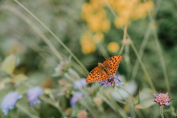 butterfly on flower