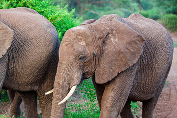 African elephants in the Lake Manyara National Park, Tanzania