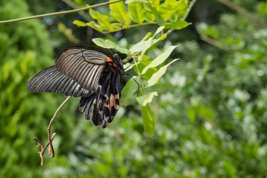見上げる黒い羽の蝶々／ナガサキアゲハPapilio memnon