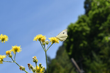Kleiner Kohlweißling, Pieris rapae, auf Lattich mit gelber Blüte, Schmetterlingspflanzen im Garten