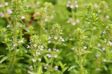 Thymus. serpyllum, creeping thyme is blooming in pink.
