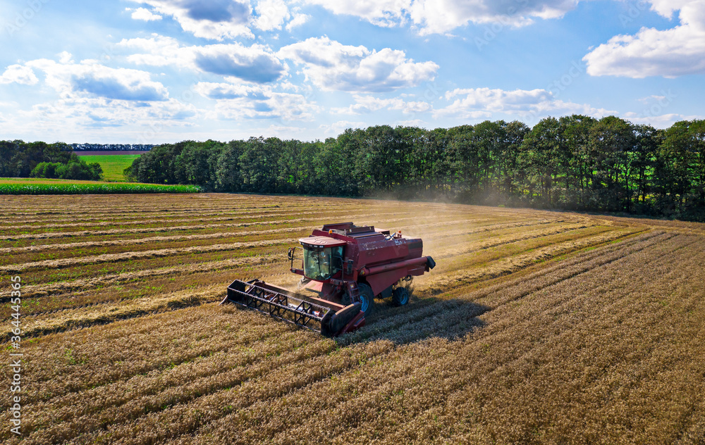 Leinwandbilder harvesting machine working in the field. top view from the drone.