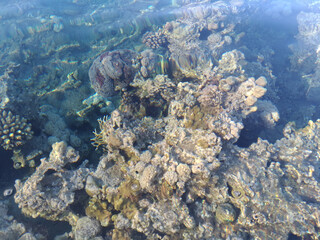 Fototapeta premium Beautiful and diverse coral reef with fish and sea urchins of the Red Sea in Egypt, shooting underwater. Soft focus. Selective focus