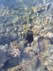 Beautiful and diverse coral reef with fish and sea urchins of the Red Sea in Egypt, shooting underwater. Soft focus. Selective focus