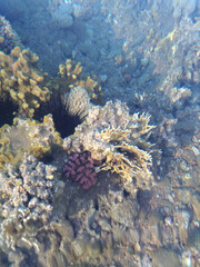 Beautiful and diverse coral reef with fish and sea urchins of the Red Sea in Egypt, shooting underwater. Soft focus. Selective focus
