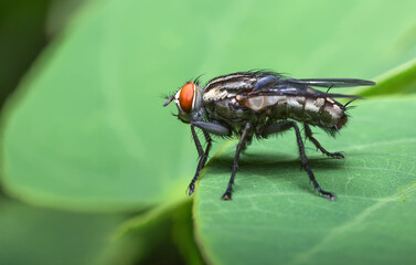 1 Fly  catching on leaves