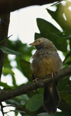 yellow billed babler in a tree branch